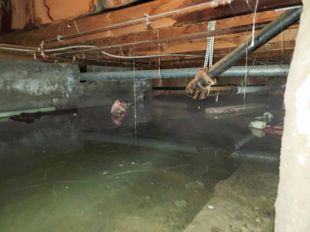 Best Flood damage cleanup  in Lexington, NC